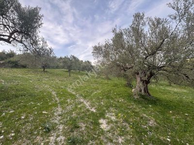 Arsa-Tarla