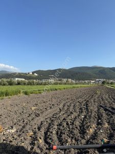 Arsa-Tarla