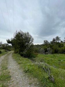 Arsa-Tarla