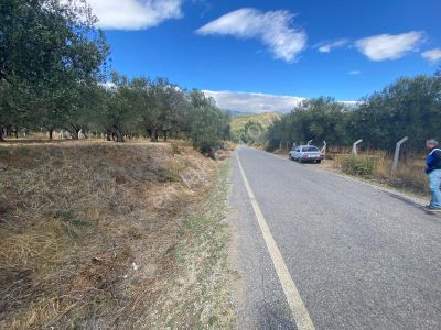 Arsa-Zeytinlik