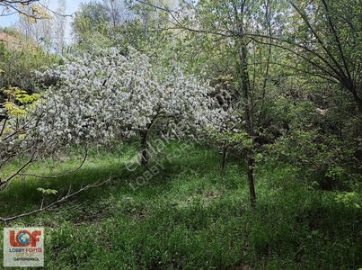 Arsa-Konut İmarlı