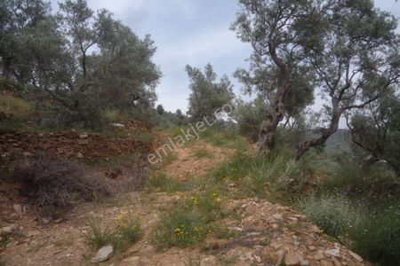 Arsa-Zeytinlik