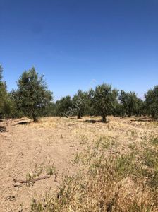 Arsa-Tarla