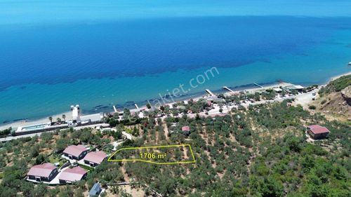 Arsa-Zeytinlik