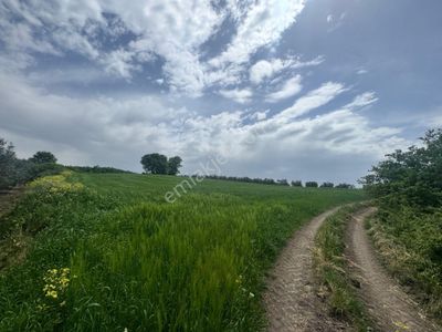 Arsa-Tarla
