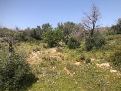 Arsa-Tarla
