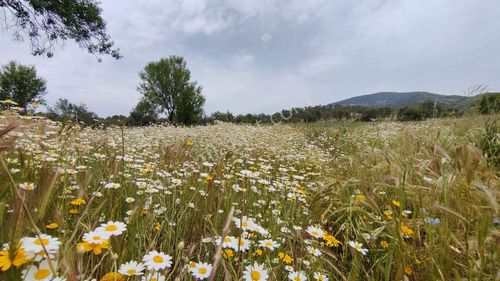 Arsa-Tarla