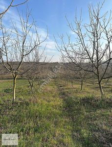 Arsa-Tarla