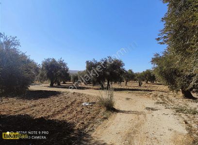 Arsa-Tarla