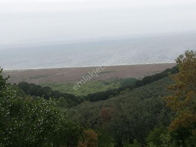 Arsa-Zeytinlik
