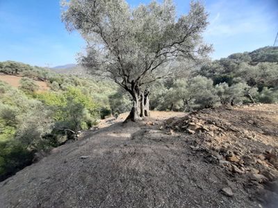 Arsa-Konut İmarlı