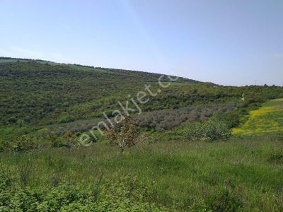 Arsa-Zeytinlik