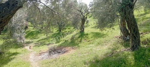Arsa-Zeytinlik