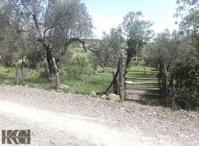 Arsa-Zeytinlik