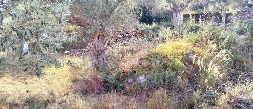Arsa-Tarla