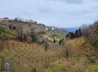 Arsa-Tarla