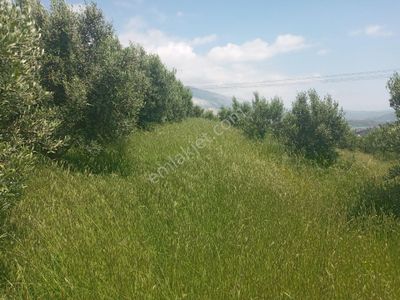 Arsa-Tarla