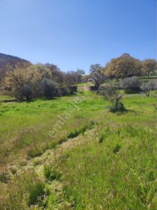 Arsa-Zeytinlik