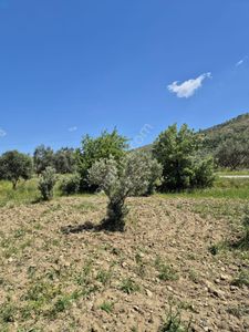 Arsa-Muhtelif Arsa