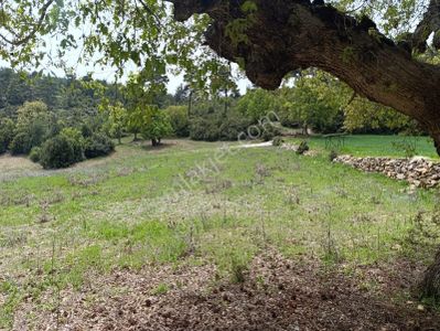 Arsa-Tarla