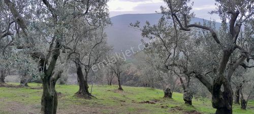 Arsa-Zeytinlik
