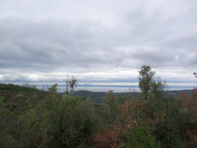 Arsa-Zeytinlik