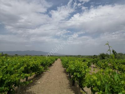 Arsa-Bağ & Bahçe