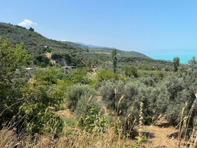 Arsa-Bağ & Bahçe