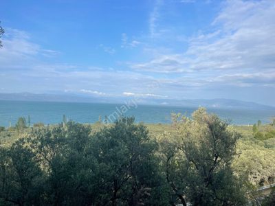 Arsa-Zeytinlik