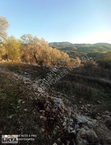 Arsa-Tarla
