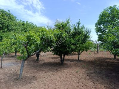 Arsa-Konut İmarlı