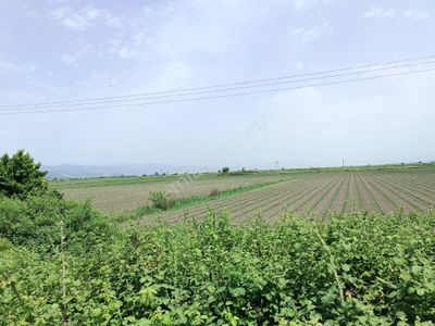Arsa-Tarla