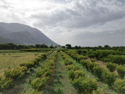 Arsa-Tarla