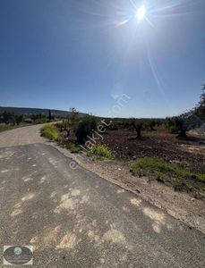 Arsa-Zeytinlik