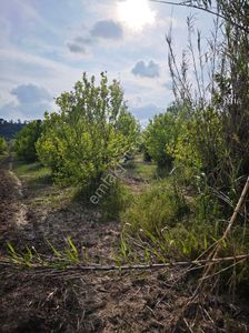 Arsa-Tarla