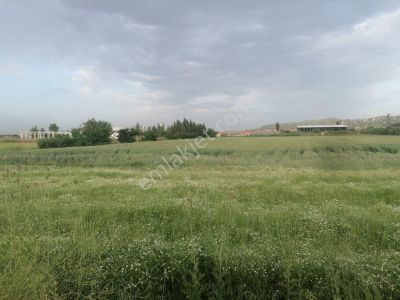 Arsa-Bağ & Bahçe