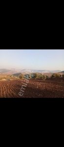 Arsa-Zeytinlik