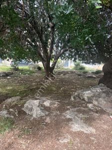 Arsa-Konut İmarlı
