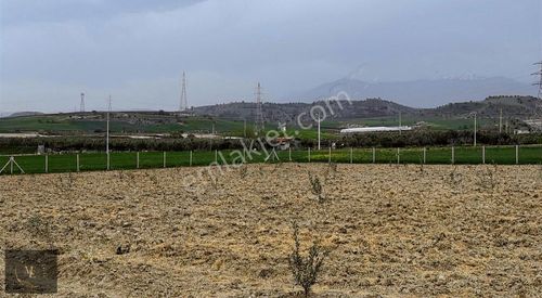 Arsa-Bağ & Bahçe