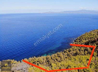 Arsa-Zeytinlik