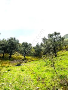Arsa-Tarla