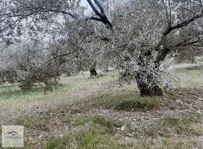 Arsa-Zeytinlik
