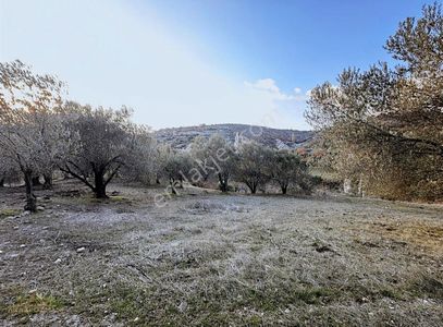 Arsa-Zeytinlik