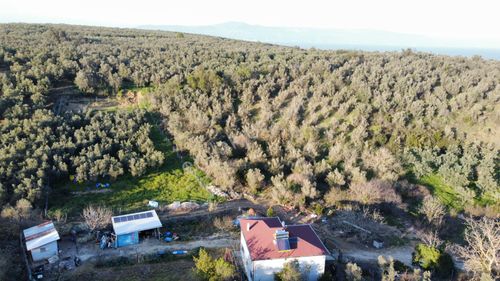 Arsa-Zeytinlik
