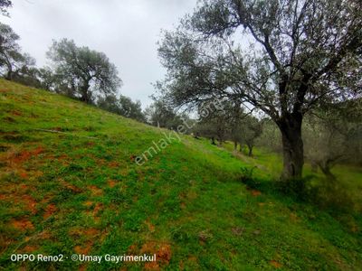Arsa-Zeytinlik