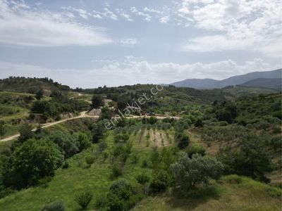 Arsa-Zeytinlik