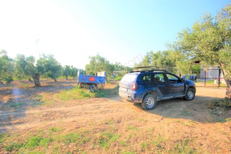 Arsa-Zeytinlik