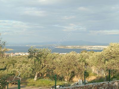 Arsa-Zeytinlik