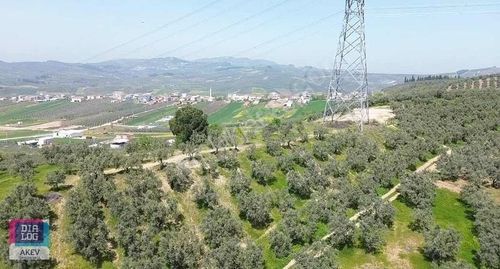 Arsa-Tarla