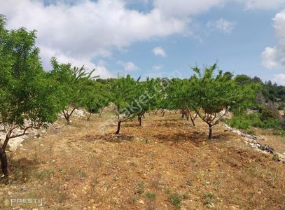Arsa-Bağ & Bahçe